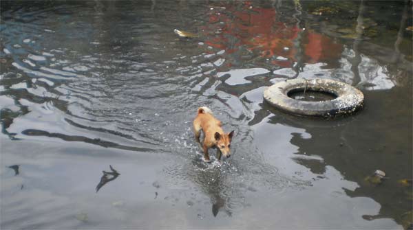 dog swimming at the sihanaoukville, cambodia port
